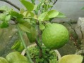 柑橘樹長(zhǎng)青苔用什么藥清除好（柑橘樹長(zhǎng)青苔用什么藥清除好呢）