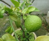 柑橘樹長青苔用什么藥清除好（柑橘樹長青苔用什么藥清除好呢）