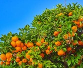 科學(xué)識別柑橘黑點?。喊Y狀描述正確的關(guān)鍵要點解析