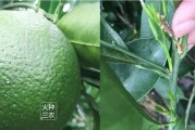 防蟲網(wǎng)種植柑橘技術(shù)_黃瓜葉子有白蟲不打農(nóng)藥用什么能消滅了 防蟲網(wǎng)種植柑橘技術(shù)_黃瓜葉子有白蟲不打農(nóng)藥用什么能消滅了