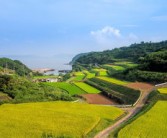 井研縣柑橘晚熟園區(qū)：產(chǎn)業(yè)升級助力鄉(xiāng)村振興新標(biāo)桿