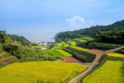 井研縣柑橘晚熟園區(qū)：產(chǎn)業(yè)升級助力鄉(xiāng)村振興新標(biāo)桿