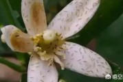 柑橘薊馬是什么病蟲害_聯(lián)苯蟲螨腈可以防治什么對象