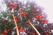 五月柑橘種植技術(shù)_柑橘斜坡種植技術(shù) 五月柑橘種植技術(shù)_柑橘斜坡種植技術(shù)