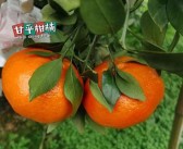 柑橘灰霉病什么時候防治好（柑橘灰霉病的最佳農藥）