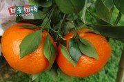 桔柚有幾個(gè)品種名稱(chēng)（桔柚有多少個(gè)品種）