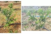 柑橘樹(shù)形的種植技術(shù)_陽(yáng)光柑橘大苗如何移栽 柑橘樹(shù)形的種植技術(shù)_陽(yáng)光柑橘大苗如何移栽