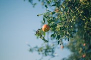 柑橘微生物有機肥增效機制與綠色種植技術(shù)應(yīng)用研究