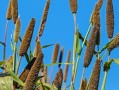柑橘開春管理技術(shù)指導（柑橘開春幾月施肥最佳）