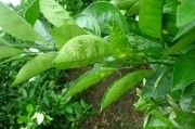極少病蟲(chóng)害的柑橘品種有哪些_嘧菌酯在柑橘樹(shù)上如何使用