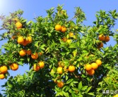 柑橘有機肥種植新技術(shù)_冬天柑橘施羊糞的正確方法