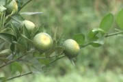 柑橘種什么防病蟲害好呢_克菌丹在柑橘上的應(yīng)用