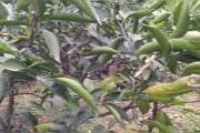 種植柑橘修剪枝技術(shù)視頻_在農(nóng)村有什么上墳的說法和講究呢 種植柑橘修剪枝技術(shù)視頻_在農(nóng)村有什么上墳的說法和講究呢