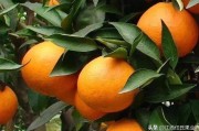 愛(ài)沙柑橘種植管理技術(shù)_云南愛(ài)莎柑橘上市了嗎
