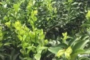 種植柑橘管理技術(shù)方法_三個月大的柑橘幼樹苗施什么肥比較好