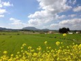 2022年沃柑價格為何下降（2021沃柑暴跌）