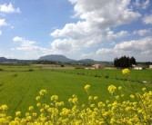 2022年沃柑價(jià)格為何下降（2021沃柑暴跌）