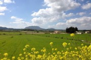 2022年沃柑價(jià)格為何下降（2021沃柑暴跌）