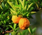 黃龍病柑橘產(chǎn)業(yè)危害有哪些？深度解析其對(duì)農(nóng)業(yè)經(jīng)濟(jì)與生態(tài)安全的雙重威脅