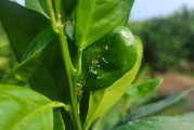 最新柑橘種植技術(shù)視頻_我返鄉(xiāng)創(chuàng)業(yè)種了30畝果園想自己做自媒體銷售自家水果