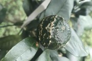 柑橘花皮果種植技術(shù)_一畝田可以種多少棵新會(huì)柑