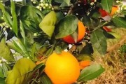 晚熟柑橘種植管理技術(shù)_晚熟柑橘翻土什么時(shí)候最好 晚熟柑橘種植管理技術(shù)_晚熟柑橘翻土什么時(shí)候最好