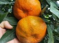 柑橘沙皮病防治藥什么藥（柑橘沙皮病防治藥什么藥效果好）