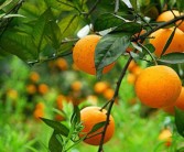 西班牙柑橘種植果園技術_種什么桔子產(chǎn)量高又甜