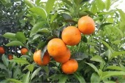柑橘種植技術(shù)及成本_砂糖橘十元五斤隨便挑選 柑橘種植技術(shù)及成本_砂糖橘十元五斤隨便挑選