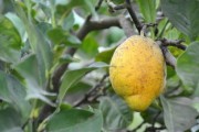 柑橘樹(shù)黃葉怎么補(bǔ)救佳方法（柑橘樹(shù)黃葉子是什么?。? title=
