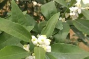 引起柑橘葉片畸形的病蟲害_橘子樹黃化怎樣救治