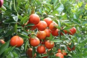 柑橘種植核心技術(shù)_2ph柑橘種植技術(shù)