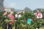 柑橘病蟲(chóng)害田間調(diào)查報(bào)告_百香果有病蟲(chóng)害怎么解決