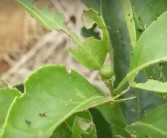柑橘幼果種植技術(shù)_柑橘?；ㄗ罴褧r(shí)間