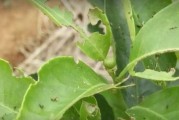 柑橘幼果種植技術(shù)_柑橘?；ㄗ罴褧r(shí)間