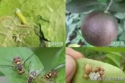 柑橘病蟲害證明去哪里開_柑橘樹葉背面有黃色斑點