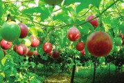 北流柑橘種植技術(shù)要點簡介_容縣屬于哪個市 北流柑橘種植技術(shù)要點簡介_容縣屬于哪個市