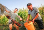 安道麥柑橘病蟲害管理方案_如何防治水稻蟲害