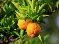 柑橘紅美人多少錢一斤？2023年產(chǎn)地直供價格與市場行情解析