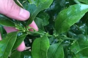 柑橘樹矮化種植技術(shù)_香橙粘木好嗎 柑橘樹矮化種植技術(shù)_香橙粘木好嗎