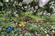 柑橘不套袋種植技術(shù)_夏天怎樣預(yù)防橘樹干旱