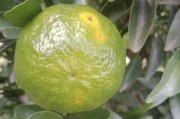 柑橘果期病蟲(chóng)害防治技術(shù)_柑橘樹(shù)新梢生長(zhǎng)期