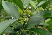 柑橘種植時(shí)害怕什么病蟲(chóng)害_使用敵敵畏對(duì)沙糖桔有什么影響