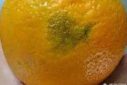 柑橘動力蓋膜種植技術(shù)_小柑橘樹薄膜蓋樹根嗎