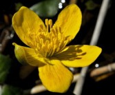 金桔花怎么養(yǎng)家庭養(yǎng)法（金桔花好養(yǎng)嗎?）