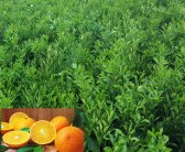 長(zhǎng)期吃蜜桔的壞處（常吃蜜桔好嗎）