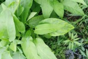 煙草能治柑橘病蟲害嗎_硝酸鉀正確使用方法一