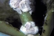 柑橘病蟲害噴什么藥好_橘果每年開花結(jié)果用什么藥噴