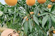 華美1號(hào)柑橘種植技術(shù)_徒有虛表敗絮其中是什么意思