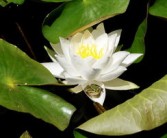 沃柑貢柑哪個(gè)產(chǎn)量高（沃柑 貢柑）